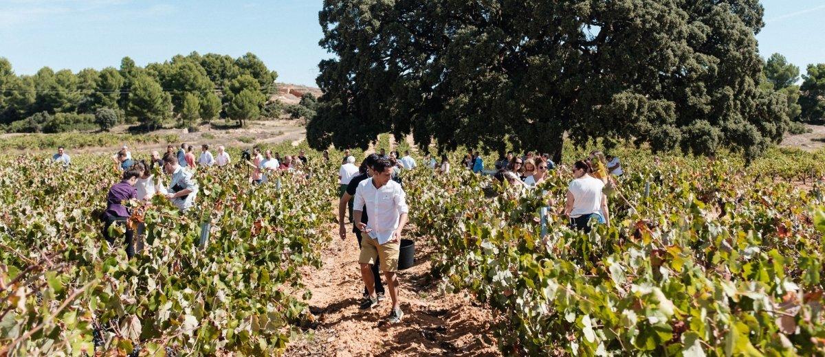 Fiesta de la Vendimia en Bodegas Nodus